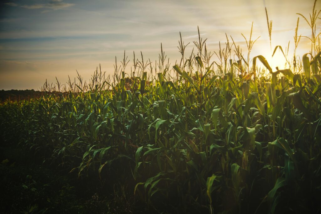 pexels-photo-1382102-1382102 A beautiful cornfield at sunset, showcasing the vibrant growth and serene countryside landscape.