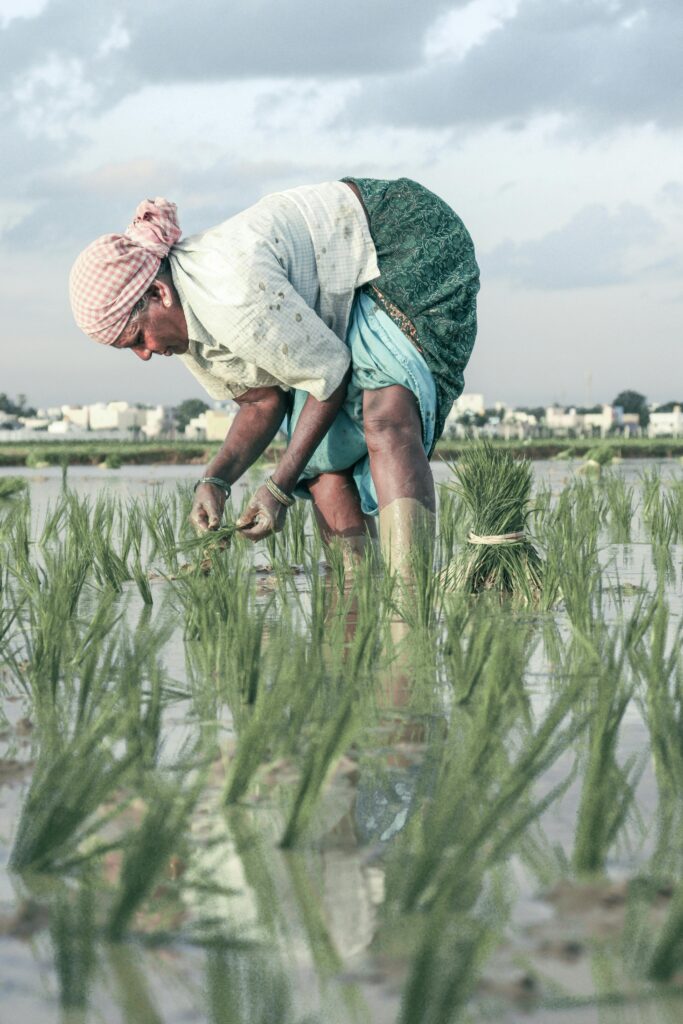 pexels-photo-18502261-18502261 A farmer bends over, planting rice seedlings in a rural paddy field under a cloudy sky.