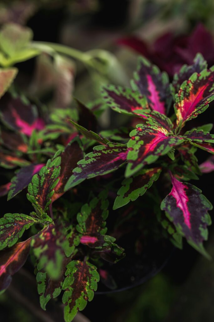 Close-up of vibrant Coleus leaves with striking pink and green patterns in a tropical garden setting.